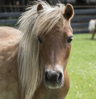 telepatisch communiceren met dieren